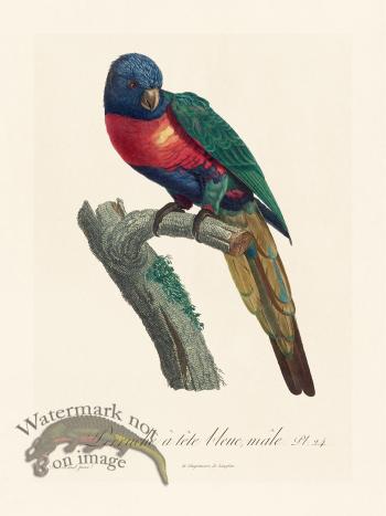 Barraband Parrot 024